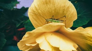 cricket on a flower to reinforce how the addict doesn't say anything when confronted with concerns about their substance abuse
