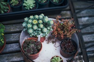 a collection of plants to support the idea that we can choose what thoughts we grow